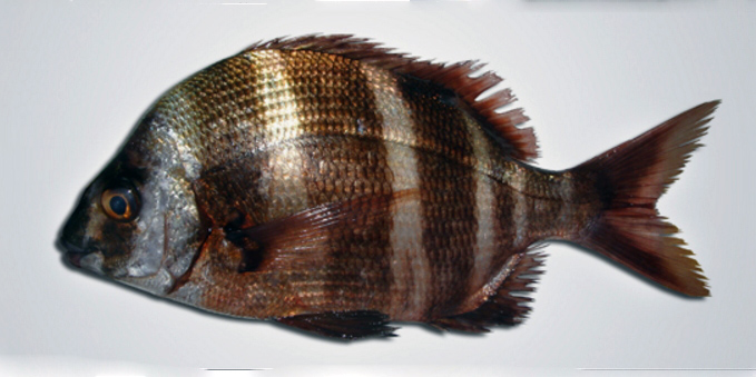 Diplodus cervinus_12.jpg
